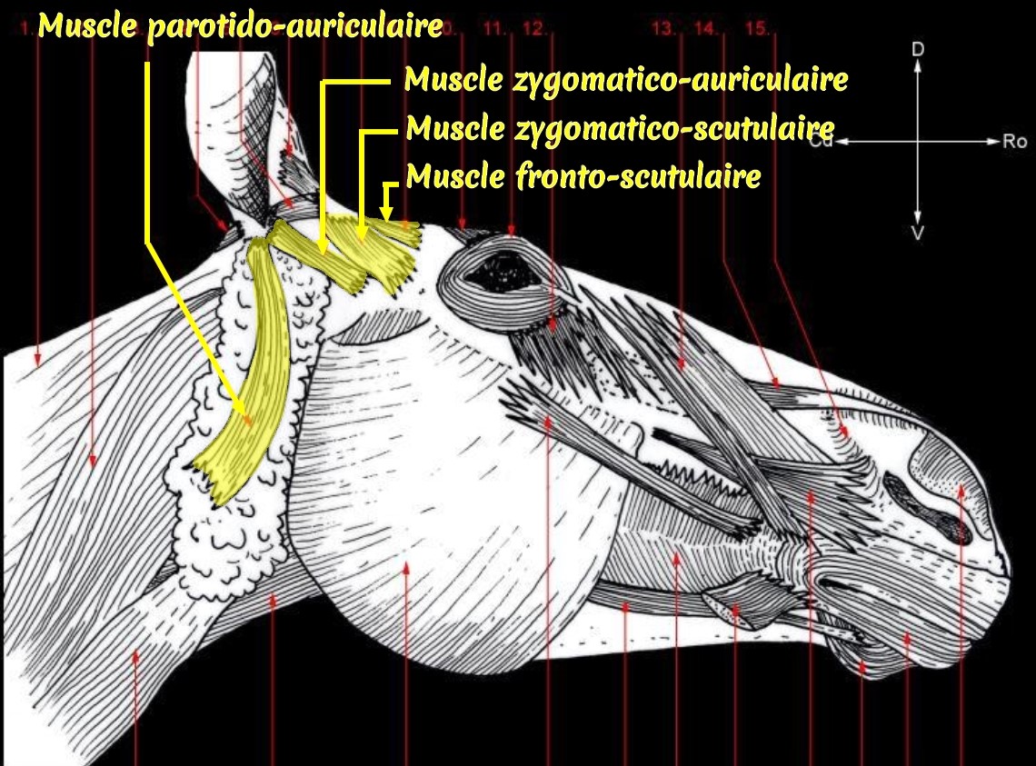 Muscles superficiels de la nuque – vue latérale (2) – colorisation pour mise en évidence des principaux muscles auriculaires (zone de la têtière et du frontal)