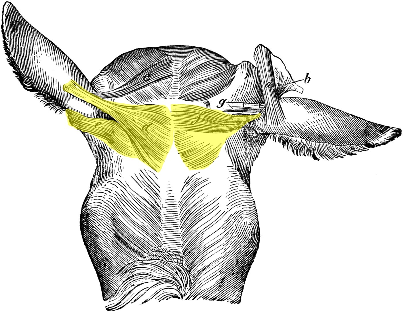 Muscles superficiels de la tête du cheval - vue de dessus (3) ; colorisation pour la mise en évidence des muscles auriculaires (zone têtière)