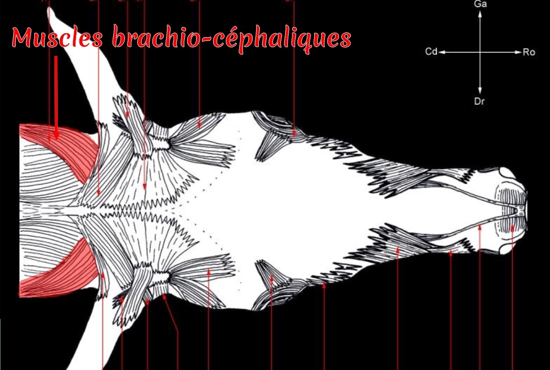 Planche anatomique des muscles superficiels de la tête - vue dorsale (2); colorisation pour la mise en évidence des muscles brachio-céphaliques (zone de la têtière)