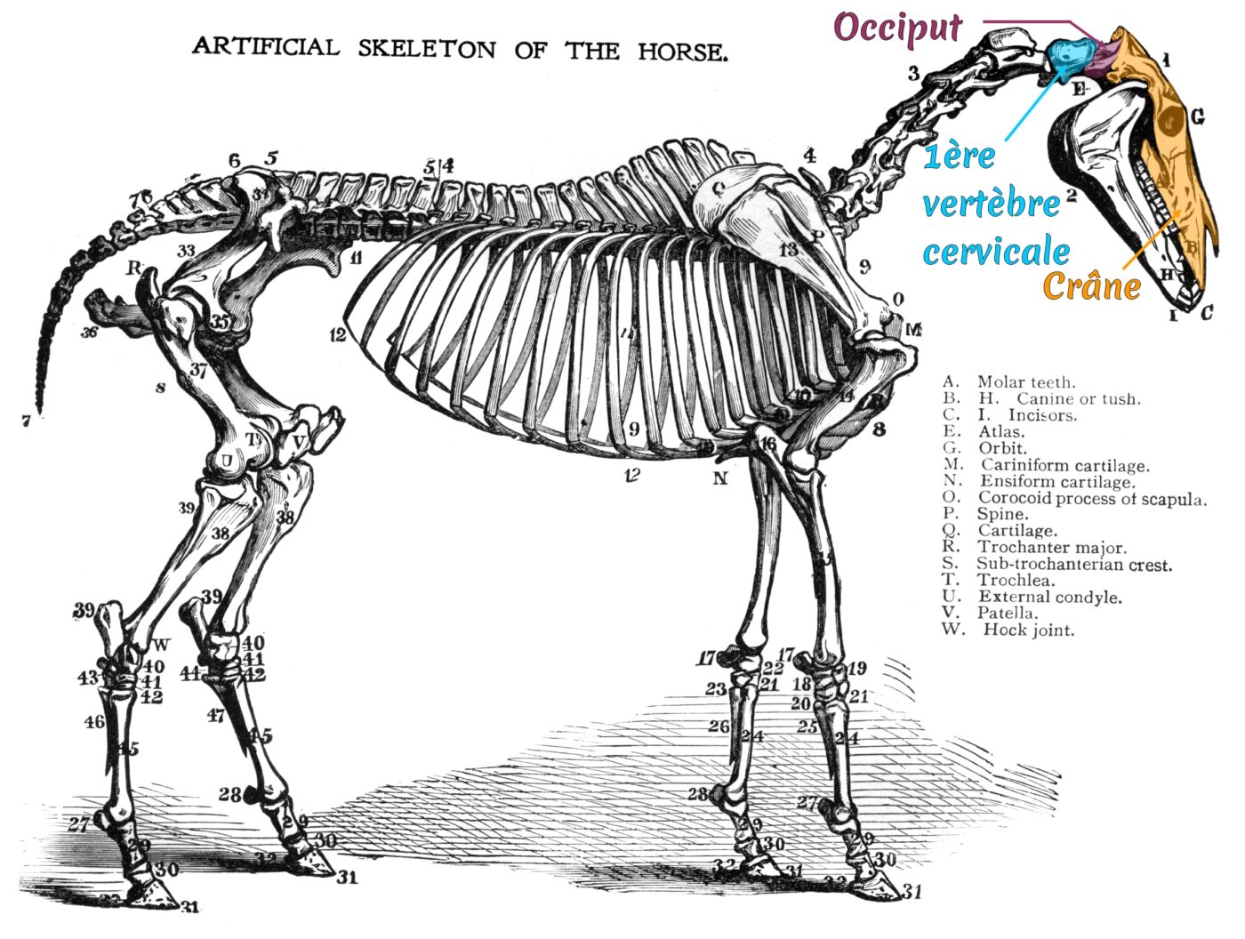 Squelette du cheval (1)