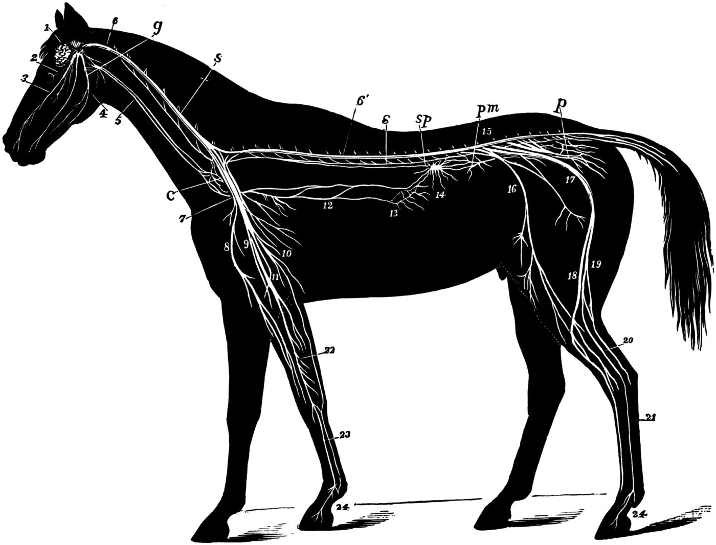 Système nerveux du cheval (3)
