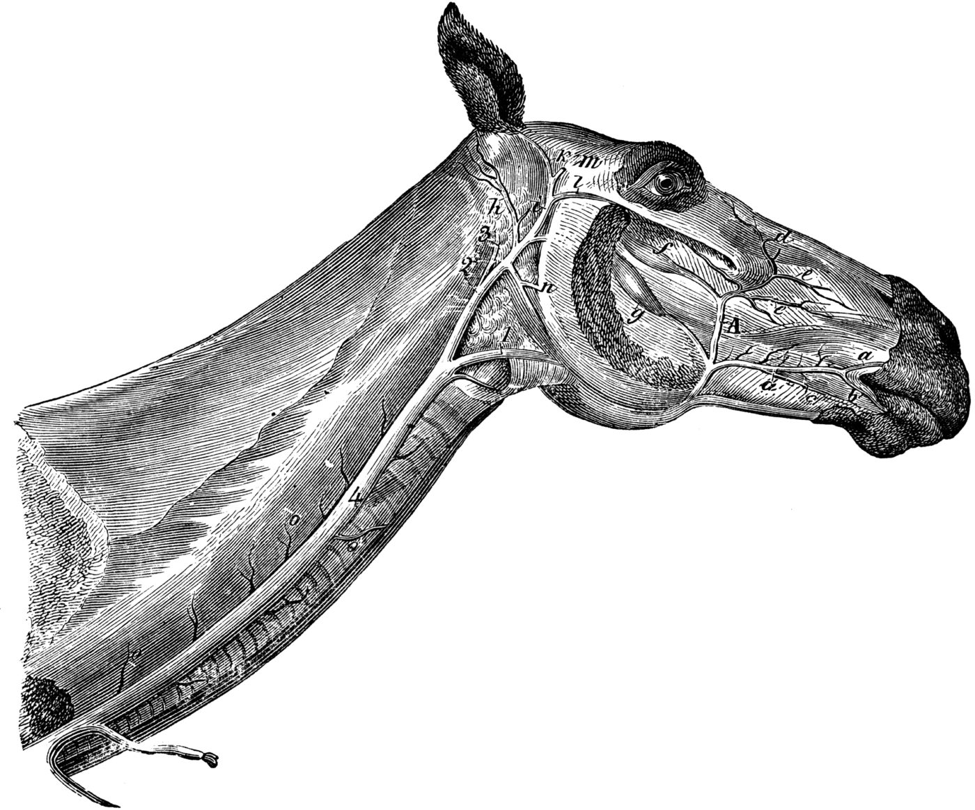 Système veineux de la face du cheval (3)