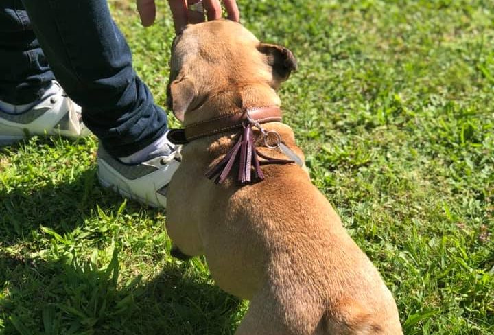 collier bouledogue - photo client