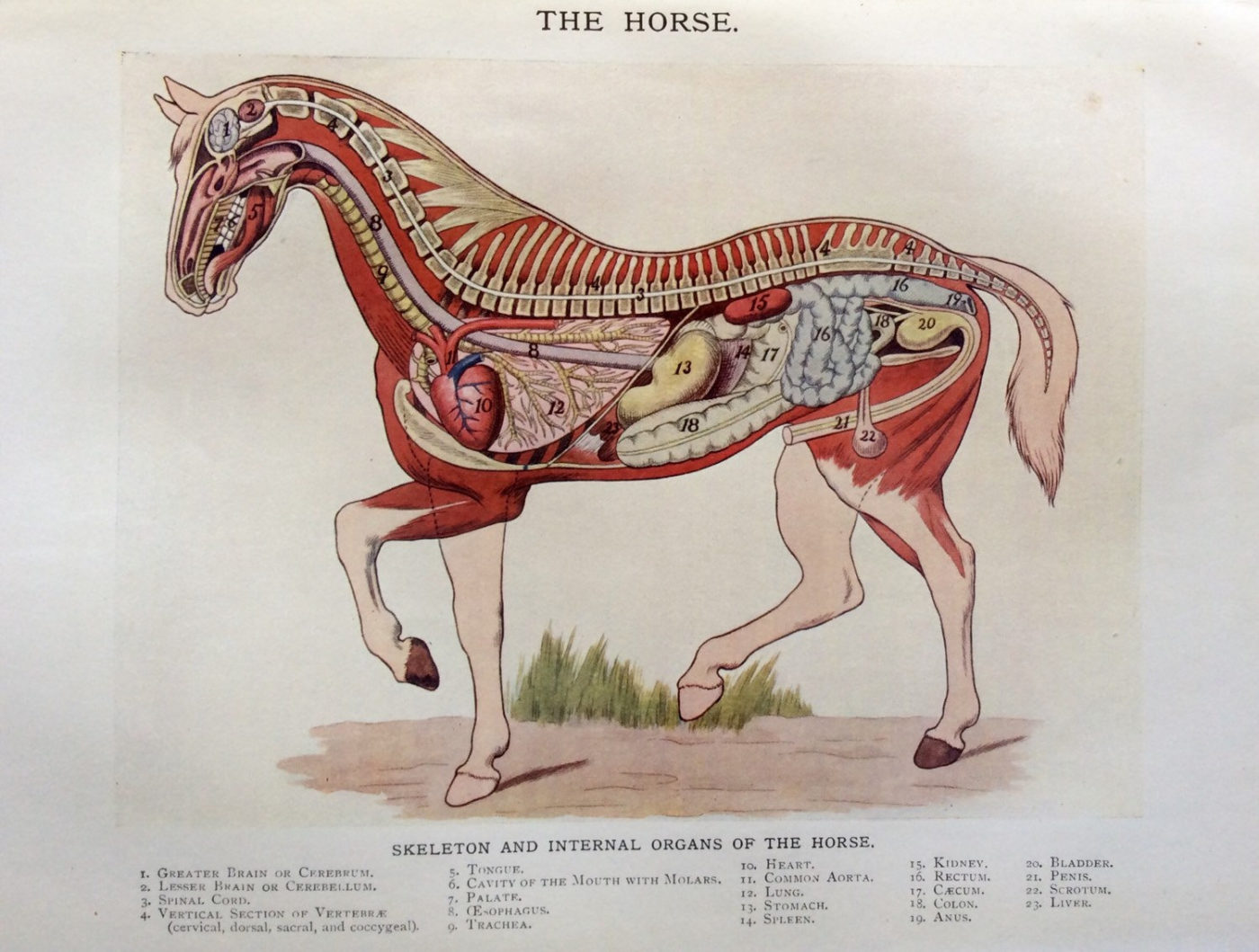 organes internes et viscères du cheval