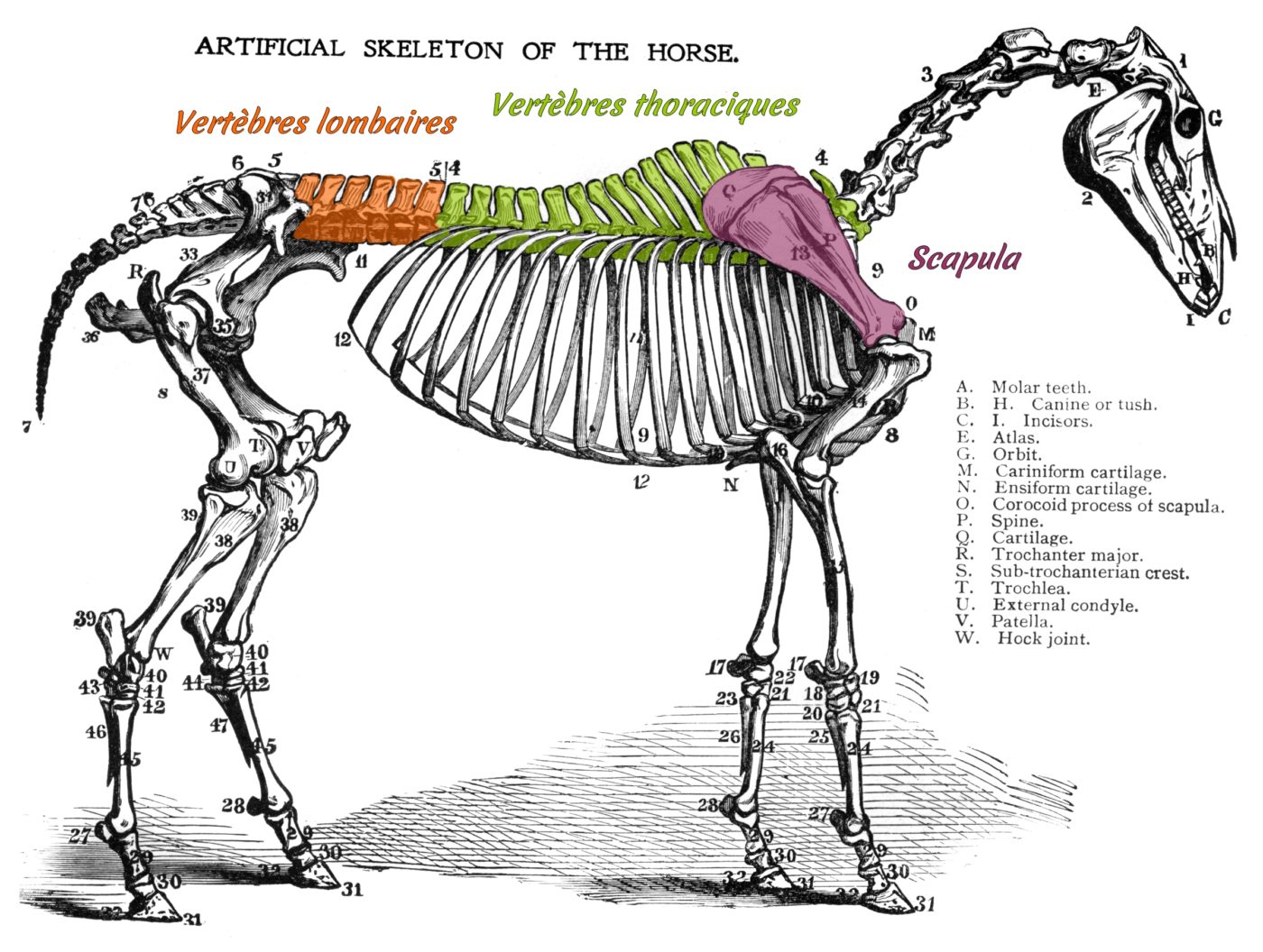 Le squelette du cheval : mise en évidence du rachis et du scapula (1)
