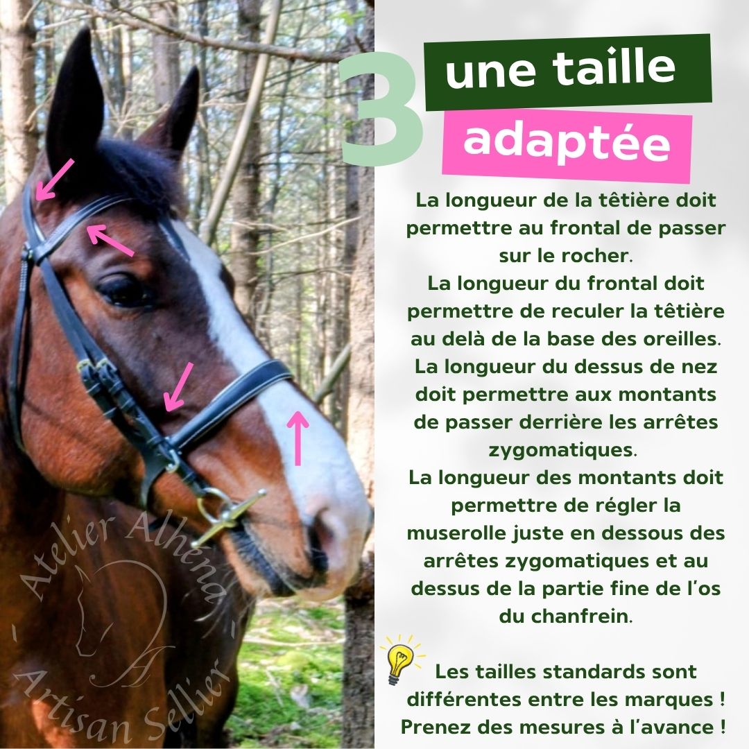 3 conseils pour choisir un filet ou side-pull - 3