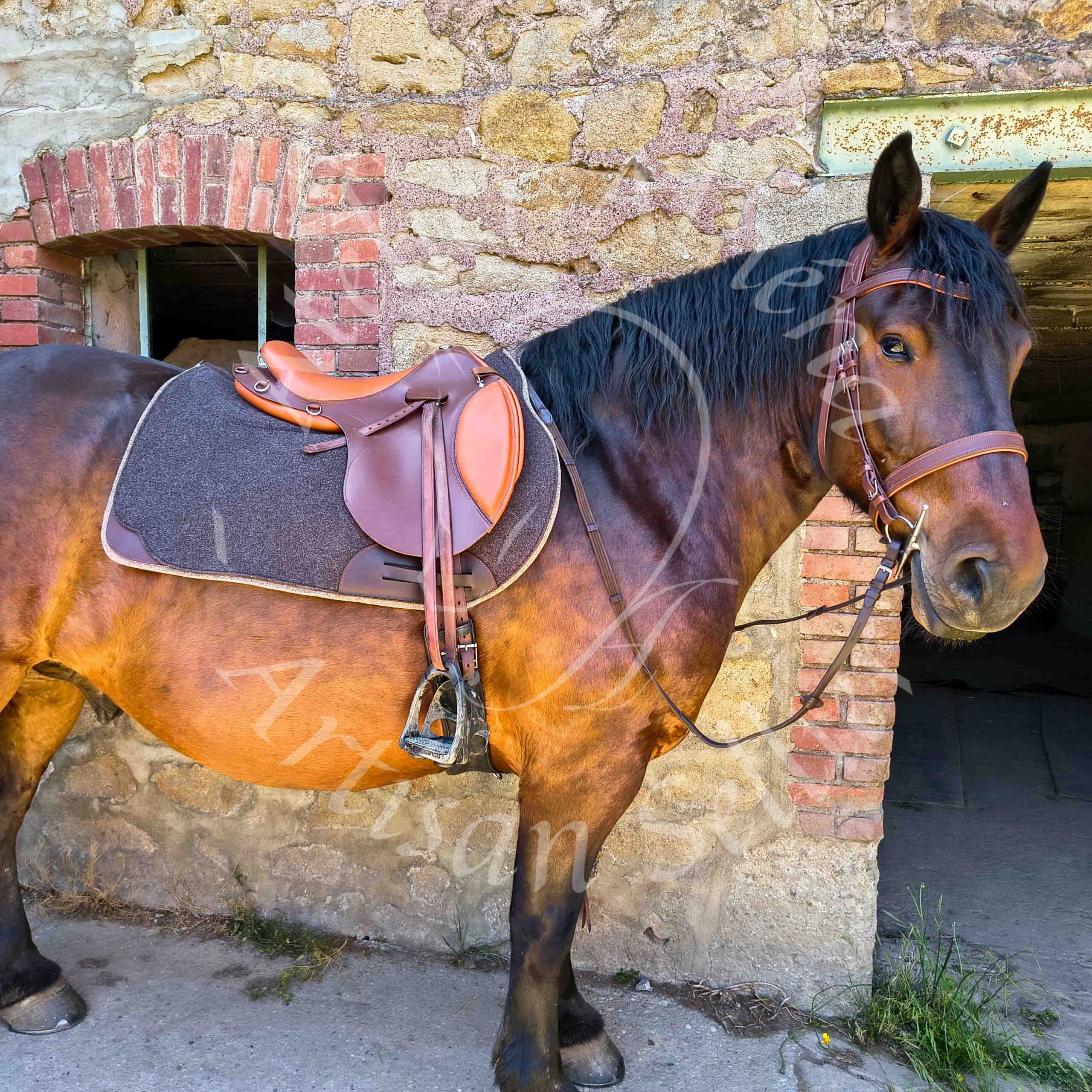 selle TOUNDRA monoquartier et bridon - KELIOS 